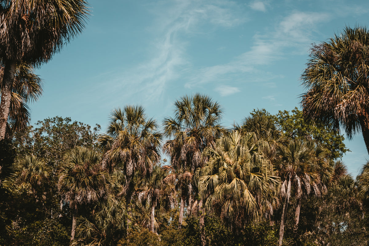 Blue Florida sky above Arrow Family Campground with native palm trees in the foreground,